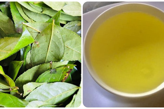 Điều gì sẽ xảy ra với cơ thể nếu bạn uống nước chè xanh mỗi ngày?
