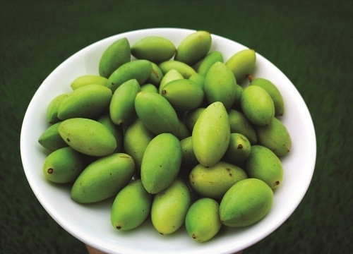 Quả trám có gì mà được ví như “vị thuốc” trong vườn nhà?