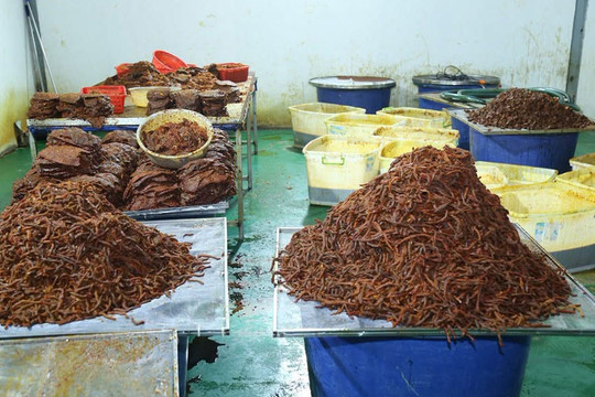 Triệt phá đường dây "phù phép" 130 tấn thịt trâu thành khô bò, bỏ túi 21 tỷ đồng