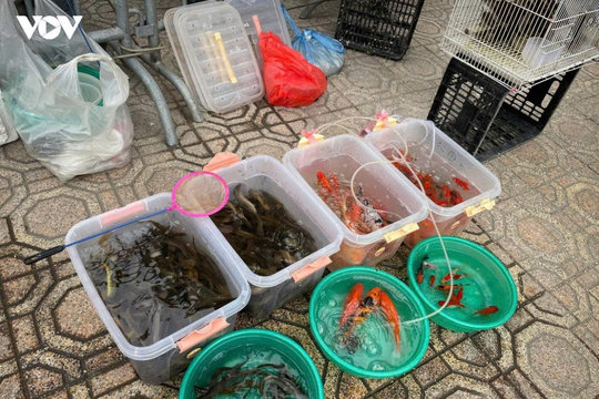 Giáo hội Phật giáo khuyến cáo không đặt mua, thu gom động vật để phóng sinh