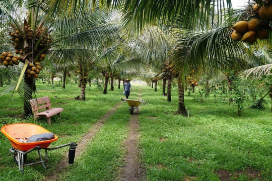 Hai anh em ruột ở Đồng Tháp nghi bị điện giật tử vong khi tưới dừa