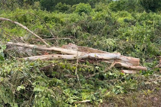 Vấp ngã khi phụ cưa cây, chủ nhà ở Đồng Nai bị cây đè tử vong