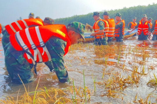 120 cán bộ, chiến sĩ xuống đồng cứu 13 ha lúa ngập ở Tây Ninh