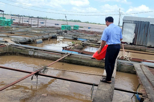 Hai cha con nuôi cá bè bị điện giật rơi xuống sông mất tích ở Đồng Tháp