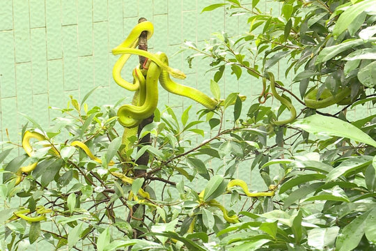 Người dân vùng ĐBSCL cần cảnh giác rắn cắn vào mùa mưa lũ