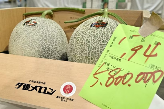 Dưa lưới gần 1 tỷ đồng/cặp có gì đặc biệt?