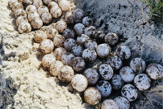 Một rùa mẹ đẻ 82 trứng trên bãi Tàu ở hòn Cau, Lâm Đồng