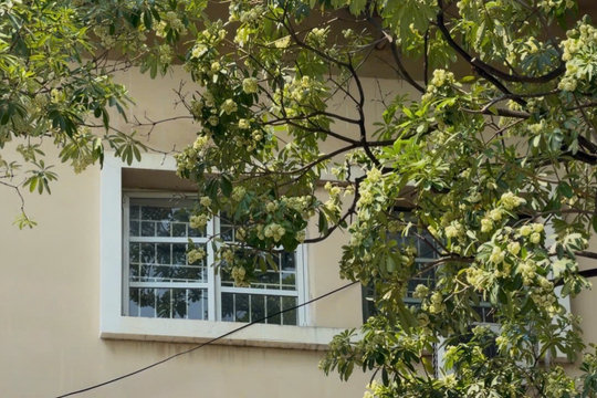 Hoa sữa Hà Nội và câu chuyện hài hòa trong không gian đô thị