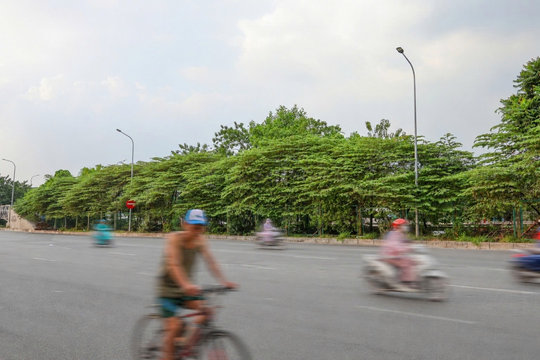 Nhiều loài cây quen thuộc trên phố ở Hà Nội nằm trong danh mục cấm trồng