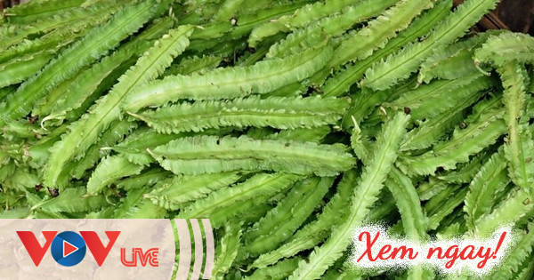 Đậu rồng, từ món rau dân dã đến nguồn dược liệu tiềm năng